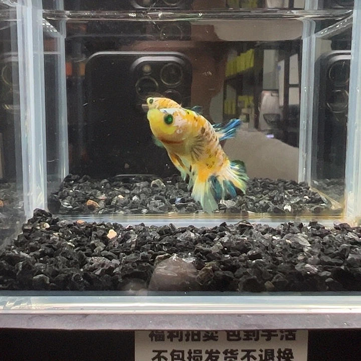 斗鱼竞拍跑单拉黑16日91