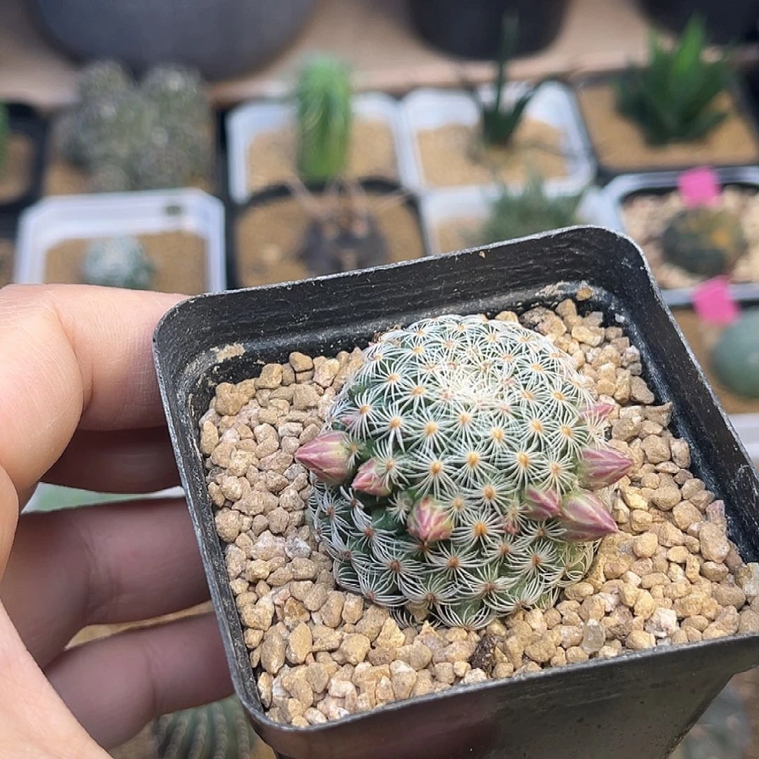 白子法师自根一颗一颗