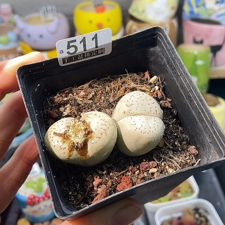 冗****2大舅生石花肉锥多肉511