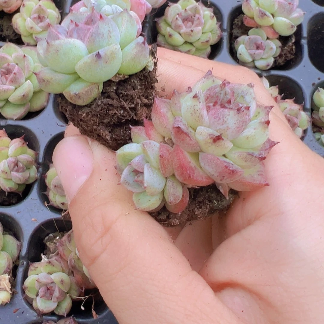 赤水晶苗3颗混发多肉