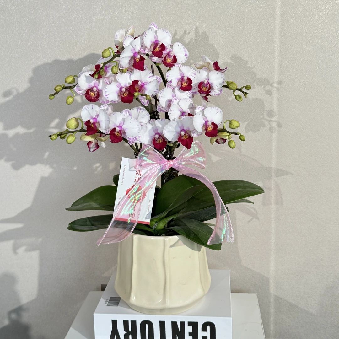 蝴蝶兰《白闪电》纯洁白红心带闪边 好养耐养苗情优质 基地直发