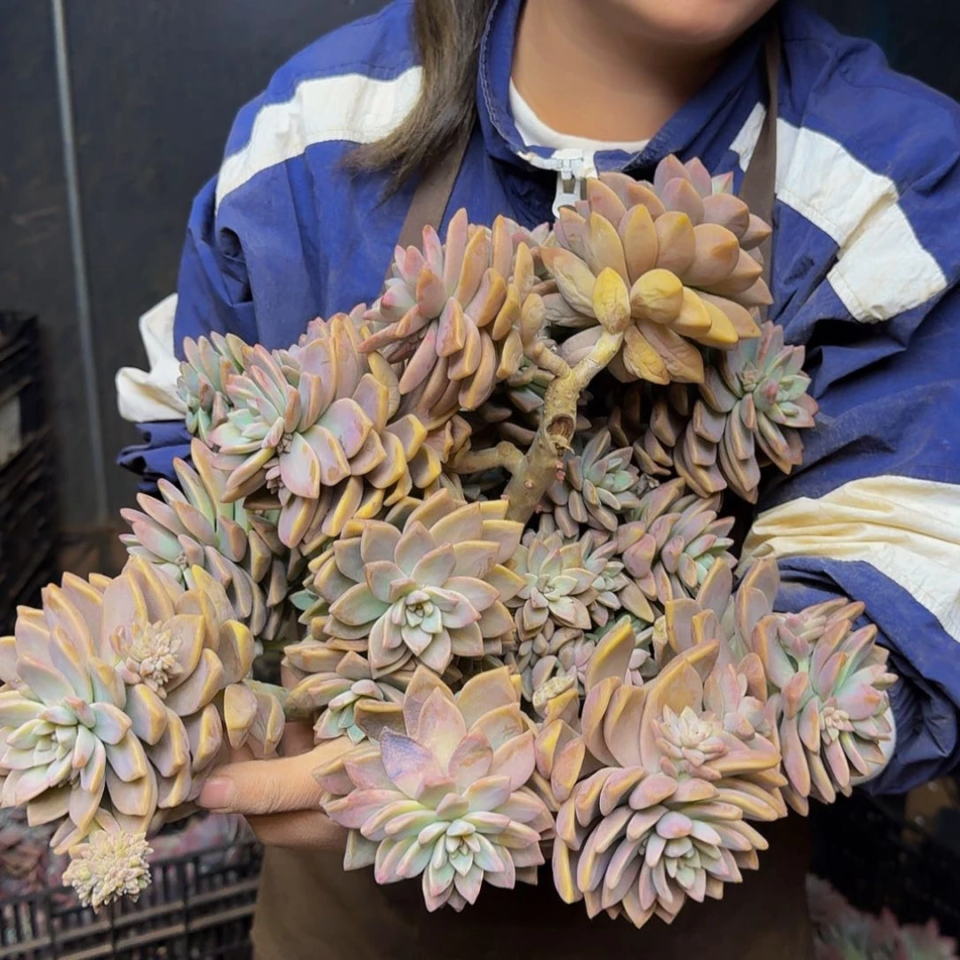 糯**?淡雪 一颗 不包损1143