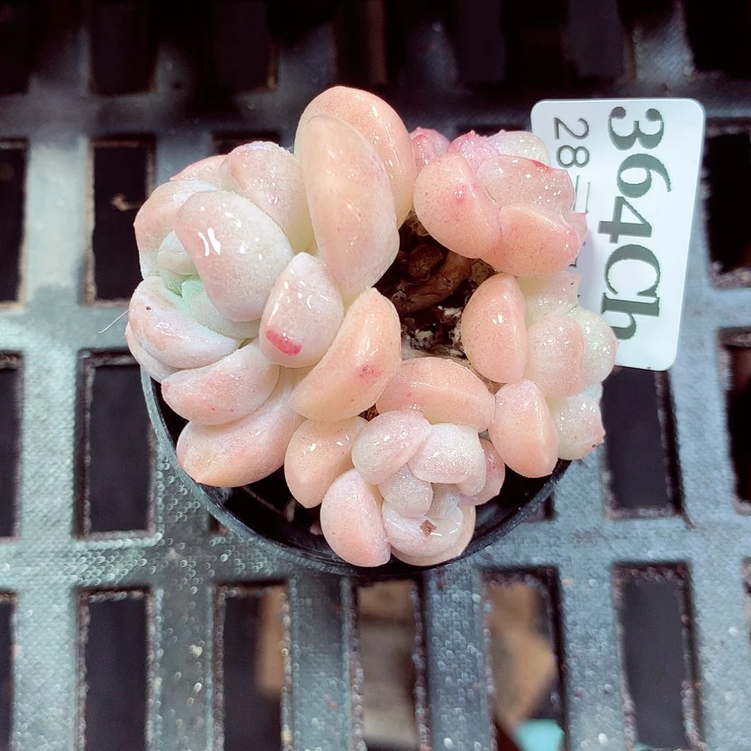 5厘米盆精控多肉364