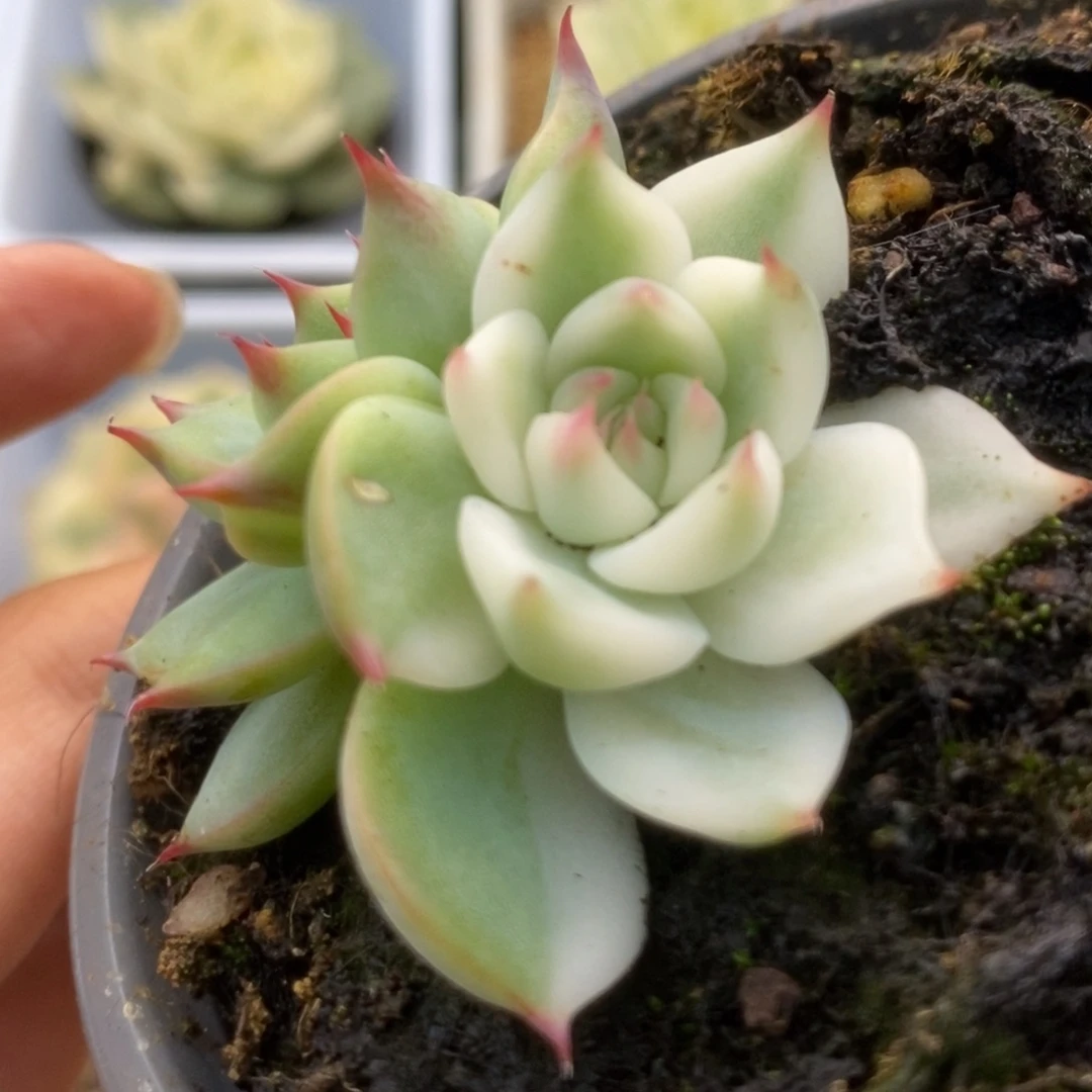 412锦锦锦锦锦锦锦锦