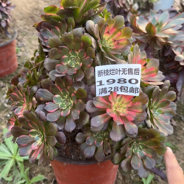 1980三号棚烟花多肉