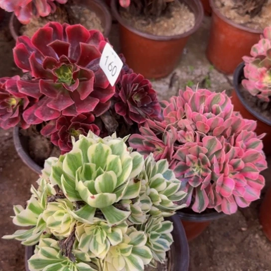 开***天法师3棵一物一拍160