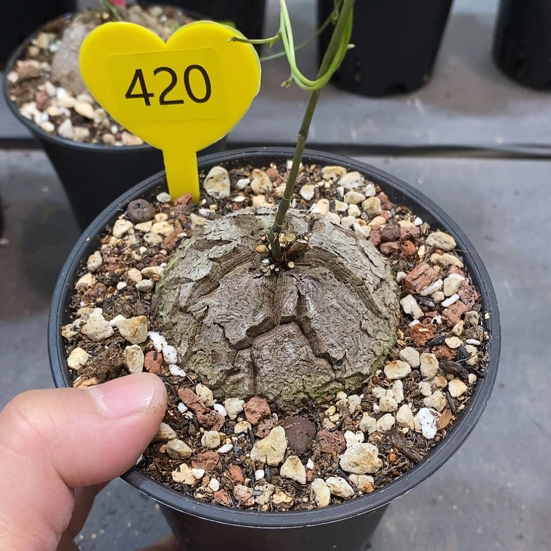 南非龟甲龙龟甲龙