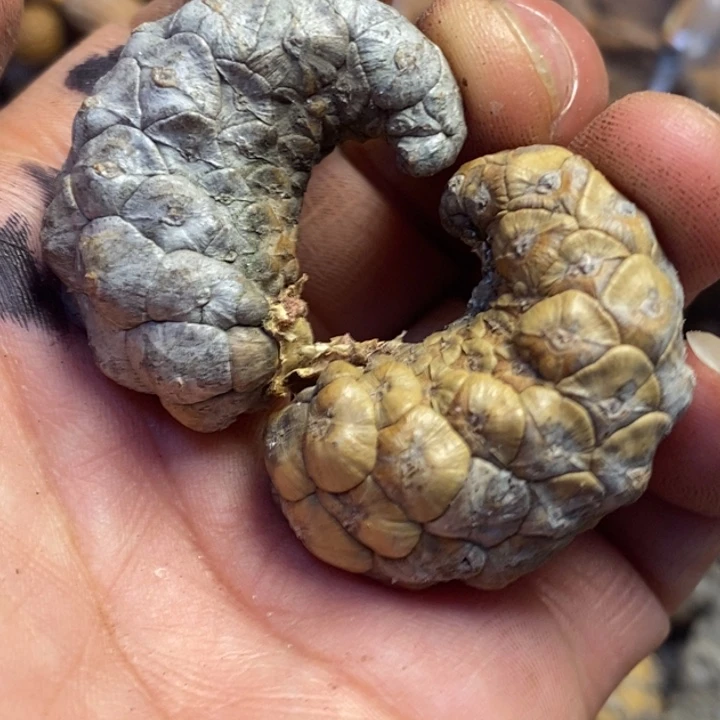 吊坠文玩核桃东北特产115