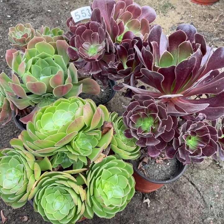 好***！553号法师多肉植物4颗