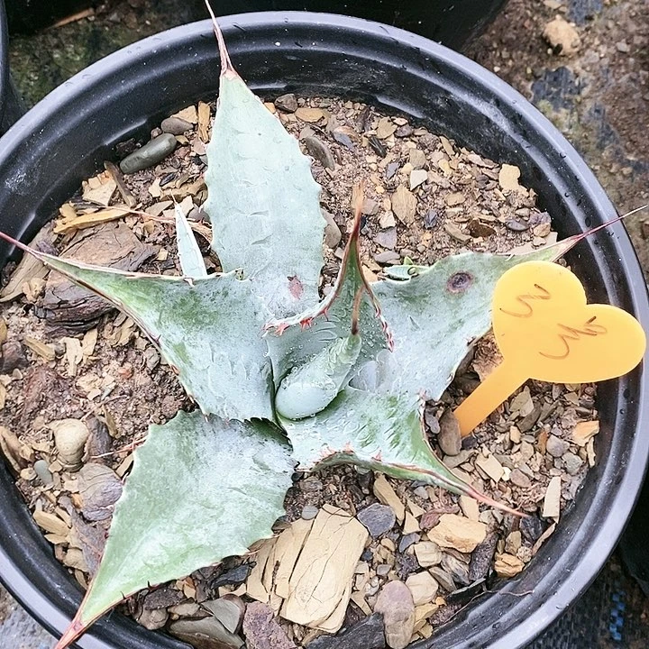 【闪购商品】无花朵龙舌兰赖光
