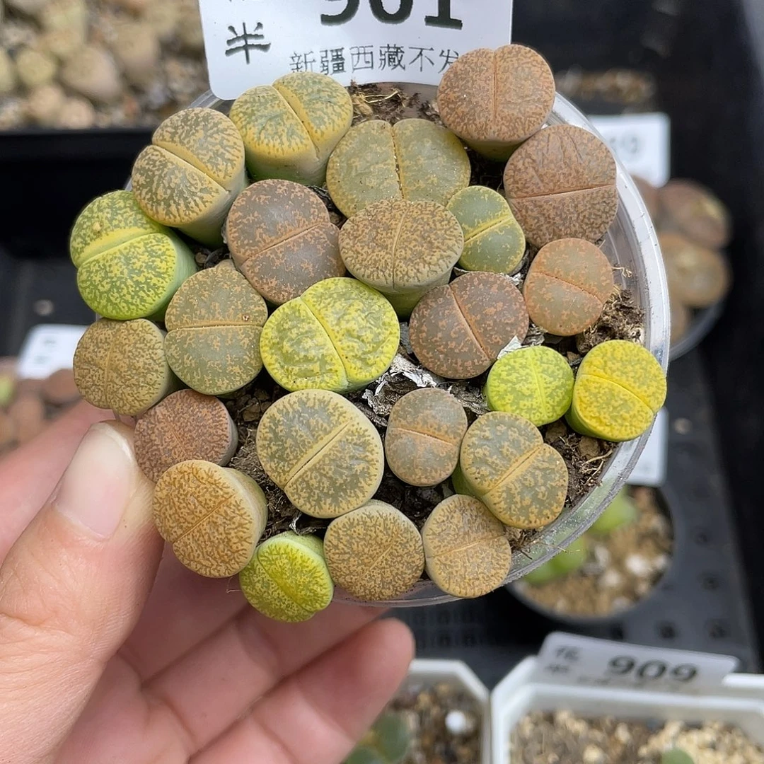 901000000花花花花花花