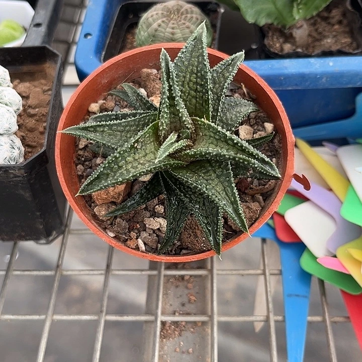 我也不知道我为什么要这样