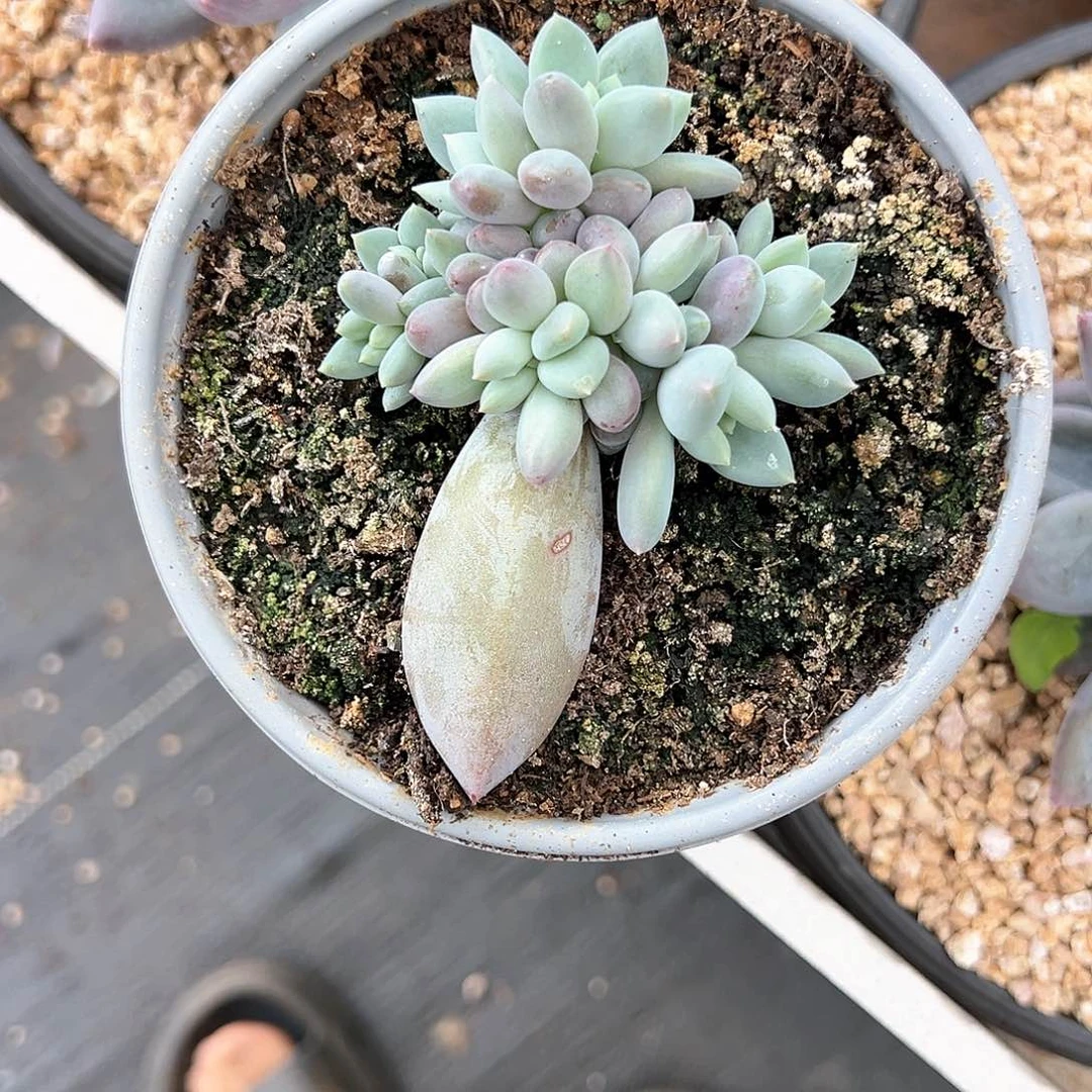 【闪购商品】凯普盾
