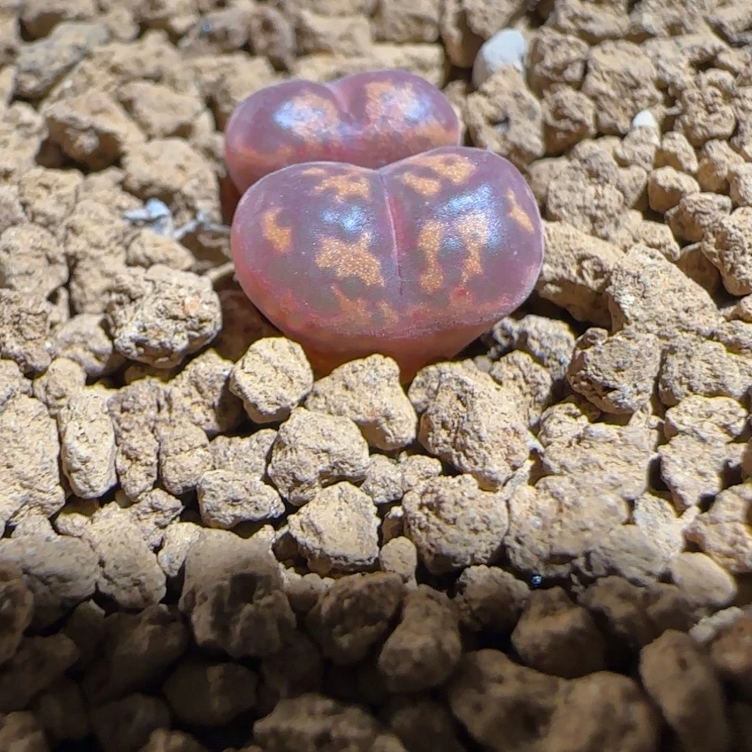 肉锥多肉植物组合-爱心勋章1334