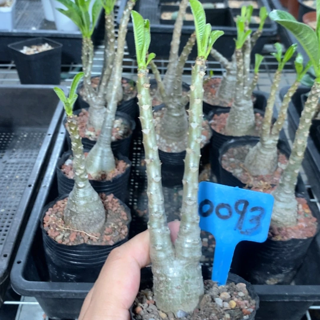 迪士棒槌多肉植物