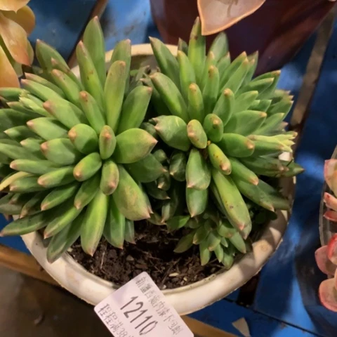 萌*哒甲骨文12110多肉