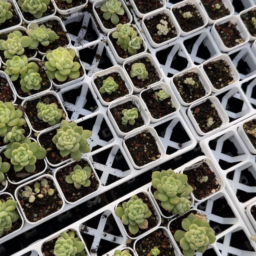 481 盆外堋两个满25包邮