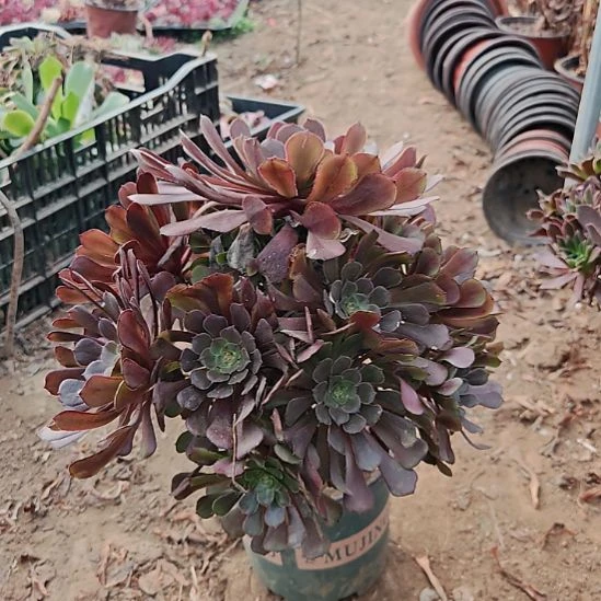 红铜壶加急发货30