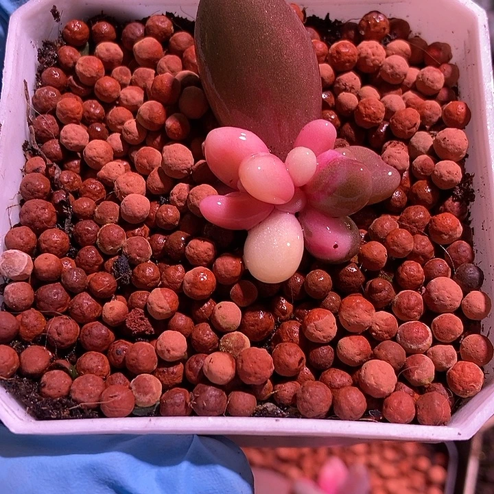 红手指锦多肉植物