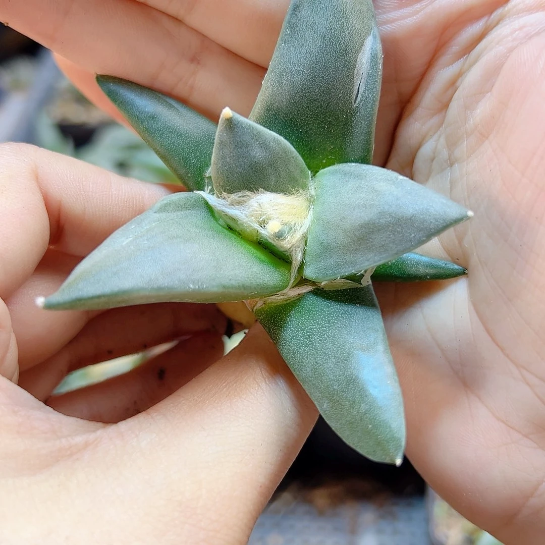 实生青瓷牡丹7公分1颗