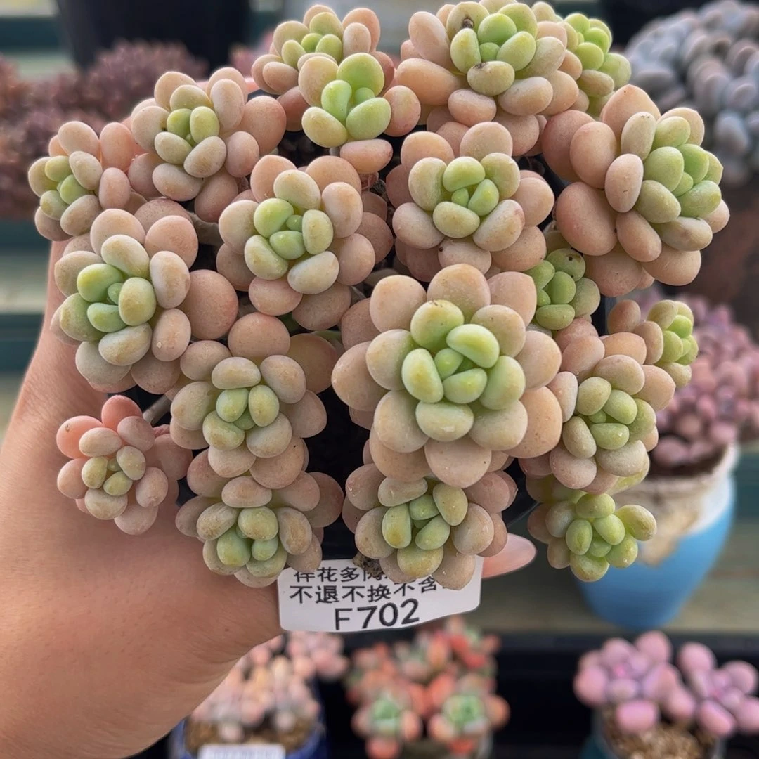 702-手盆洛可可多肉10cm