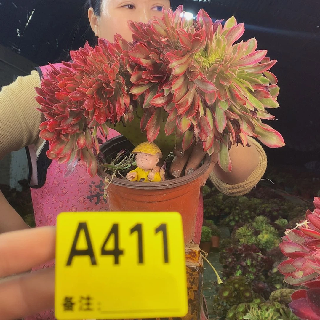 柒哥多肉法师不包侧断枝411