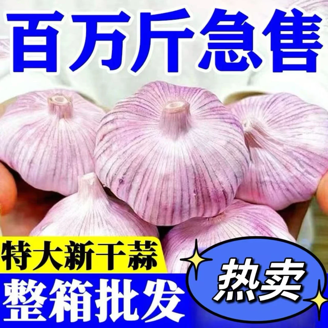 正宗紫皮大瓣蒜干蒜辛辣十足个大饱满F