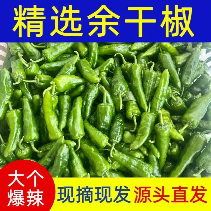 【爆辣爆香】应季正宗余干辣椒新鲜薄皮青辣椒特辣超辣农家自种现摘