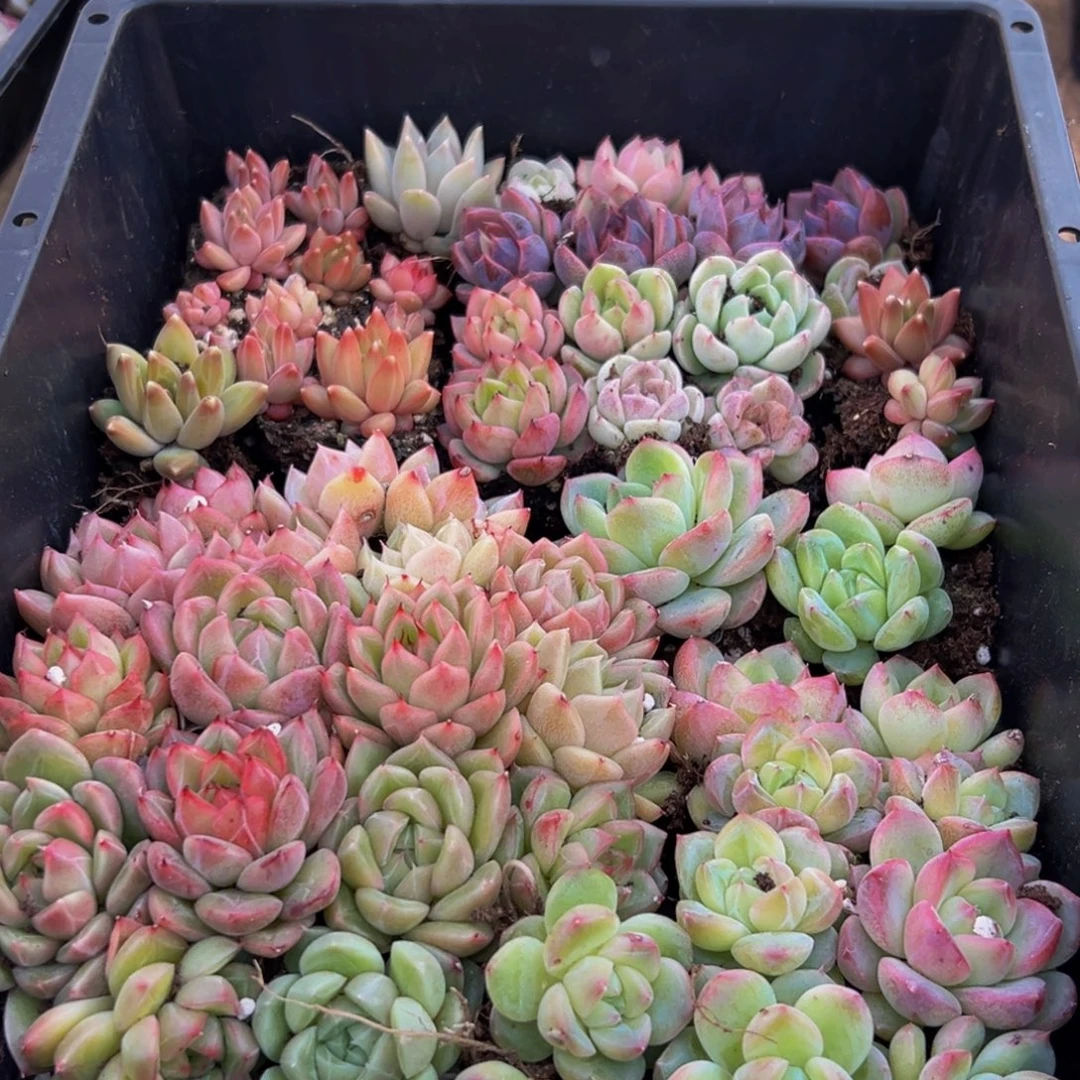 772多肉葡萄的价格