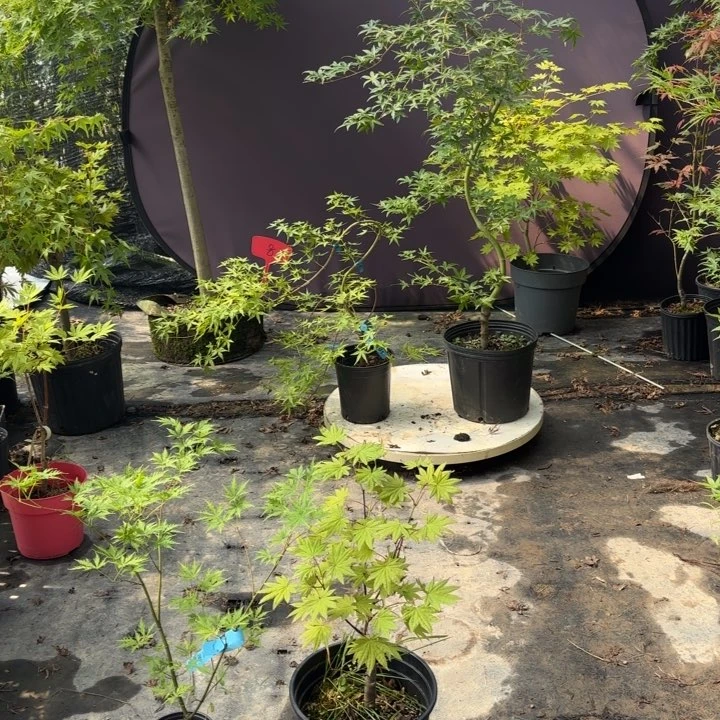 无花朵黄金流泉枫树