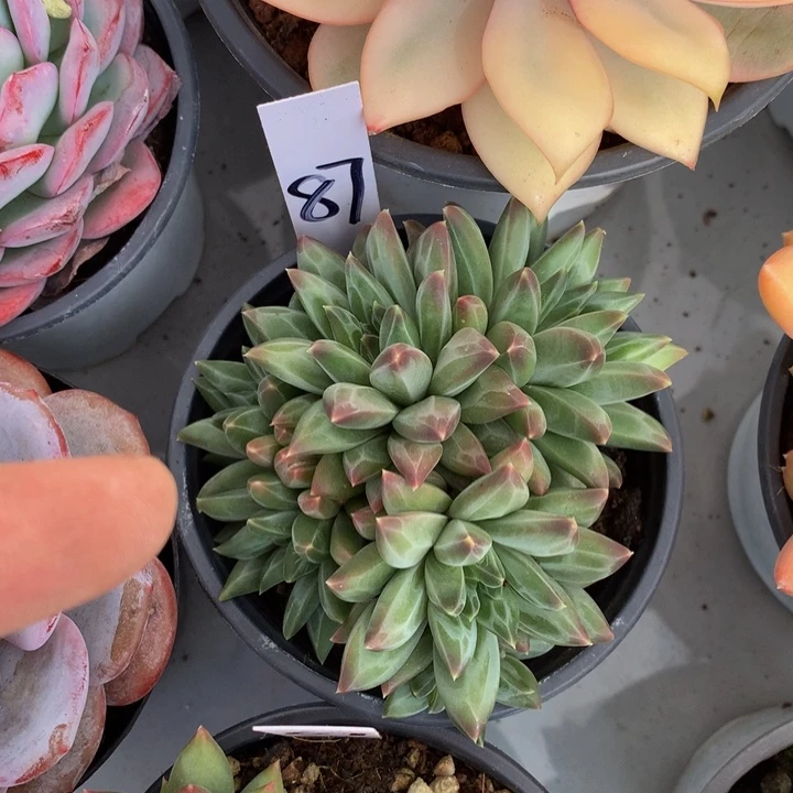 多肉植物2727737eeuu