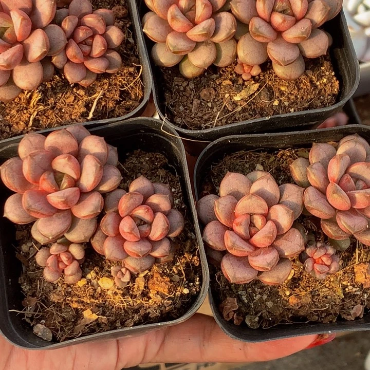 葡萄双头 （满9.99发货不满9.99发叶子）