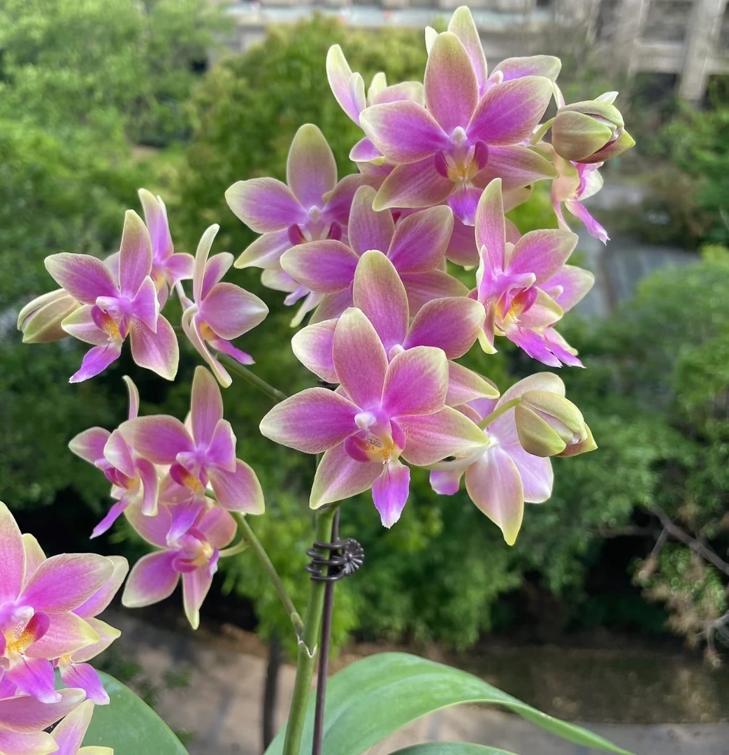 带香花苗【金树一代】3.0寸杯不带花剑苗根可以可挑苗