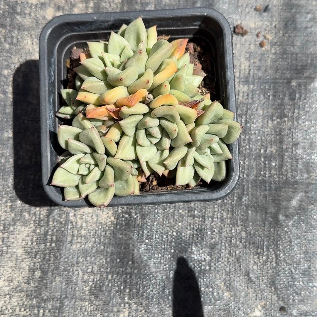 象牙多肉植物精品