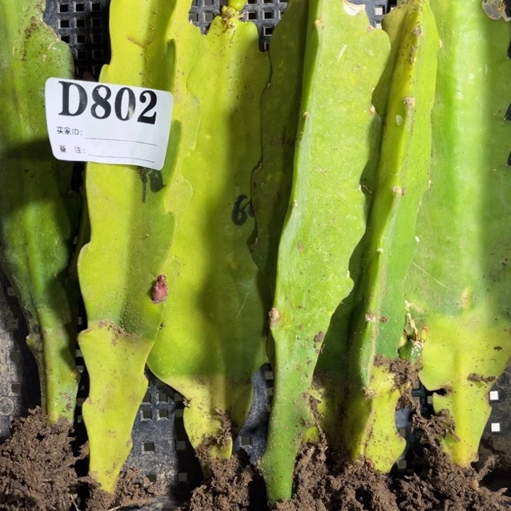 当前无花栽培后可以开花802