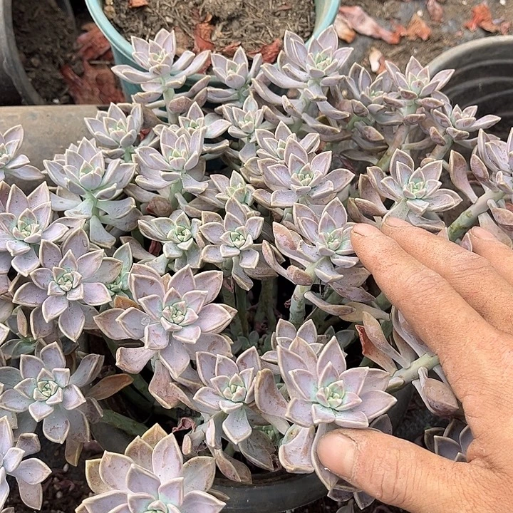阿伦陪2颗18多肉植物