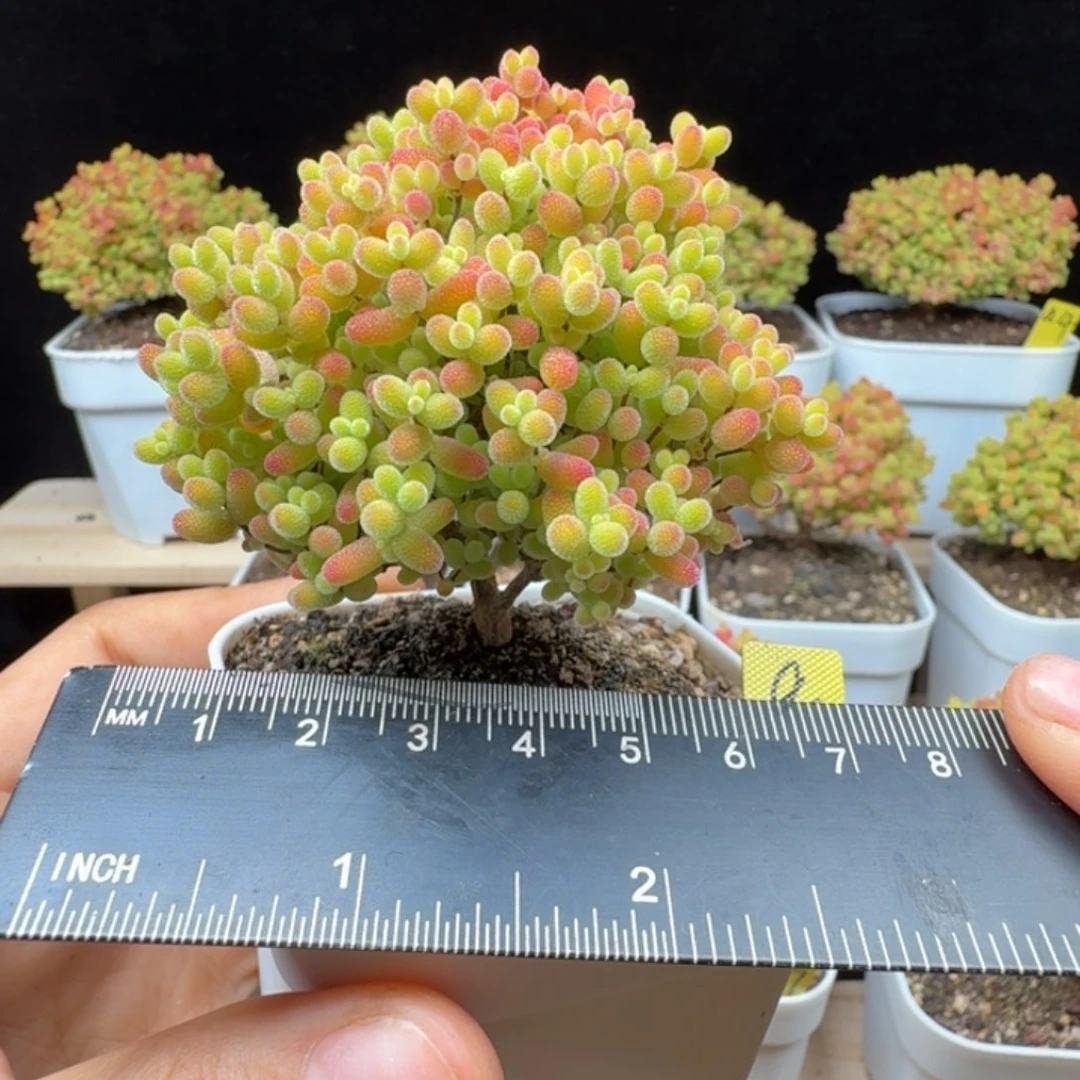 a25好蜜橘冠服6厘米