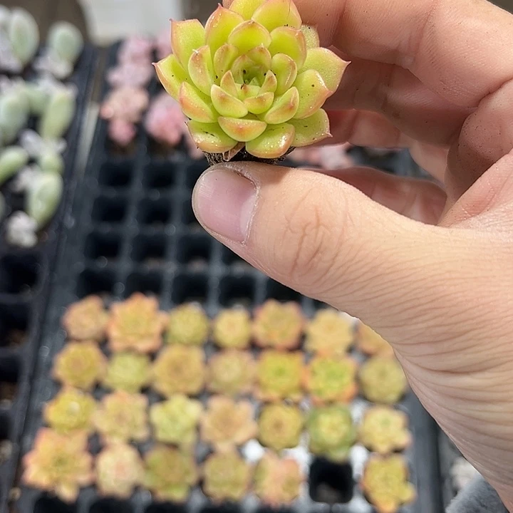 火凤凰 满10颗包邮