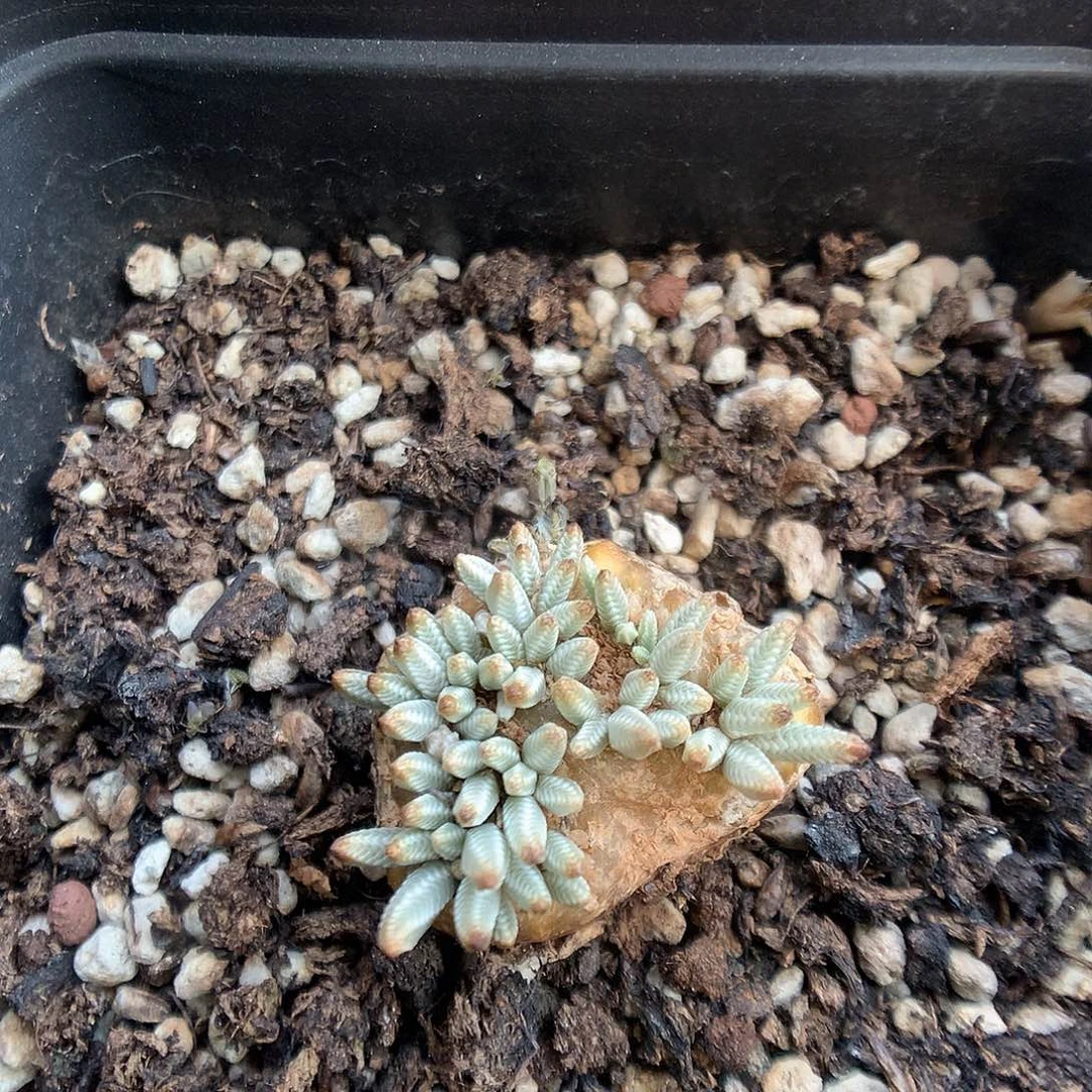 9-25-5 白花韧锦一颗