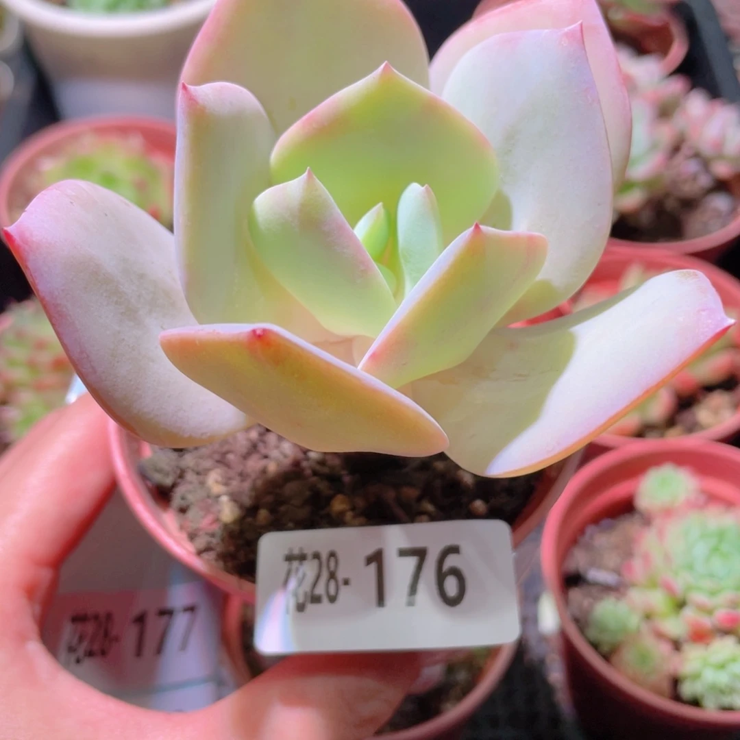 花利美28-176白凤