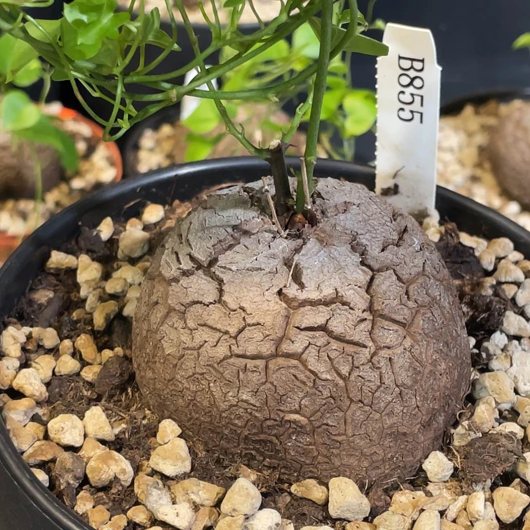 855号龟甲龙不退不换
