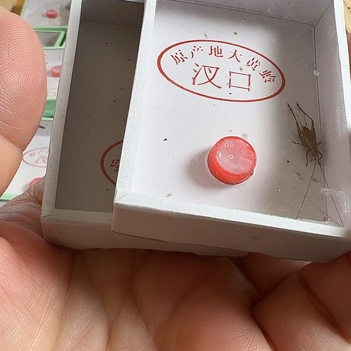 2只精品野大黄好可爱