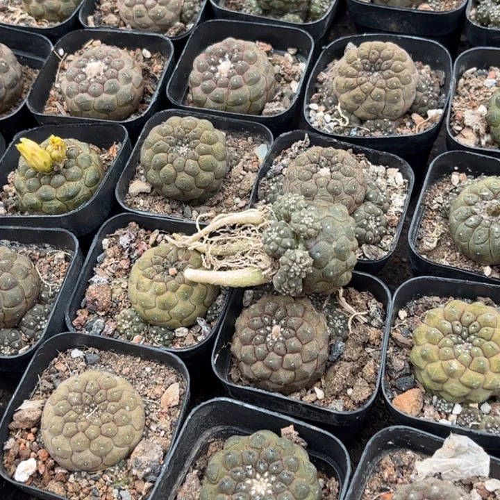 无花朵群生蜥蜴皮好养皮实