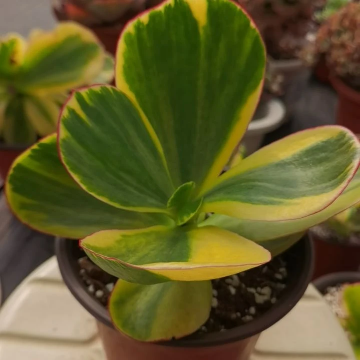 包菜家族的青梅白覆轮锦