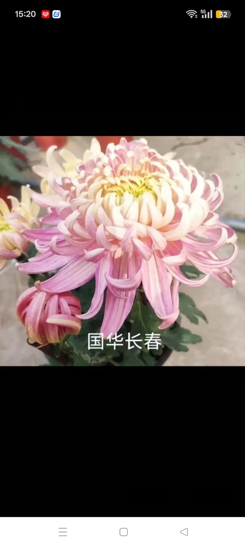 国华长春半成品菊花苗耐寒耐热阳台地栽