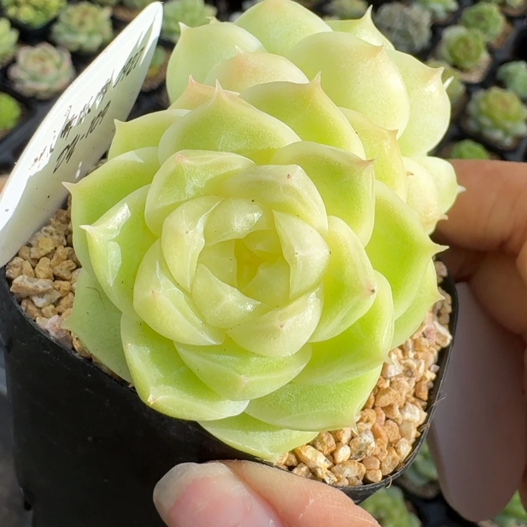 0927-109-梨花白双头不包整