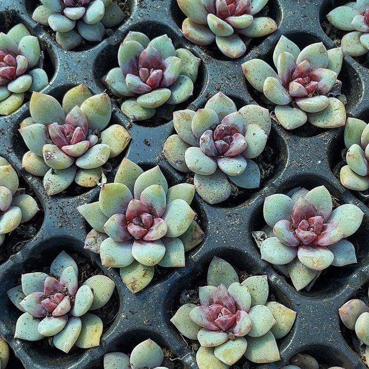 小德国香槟1元带土发