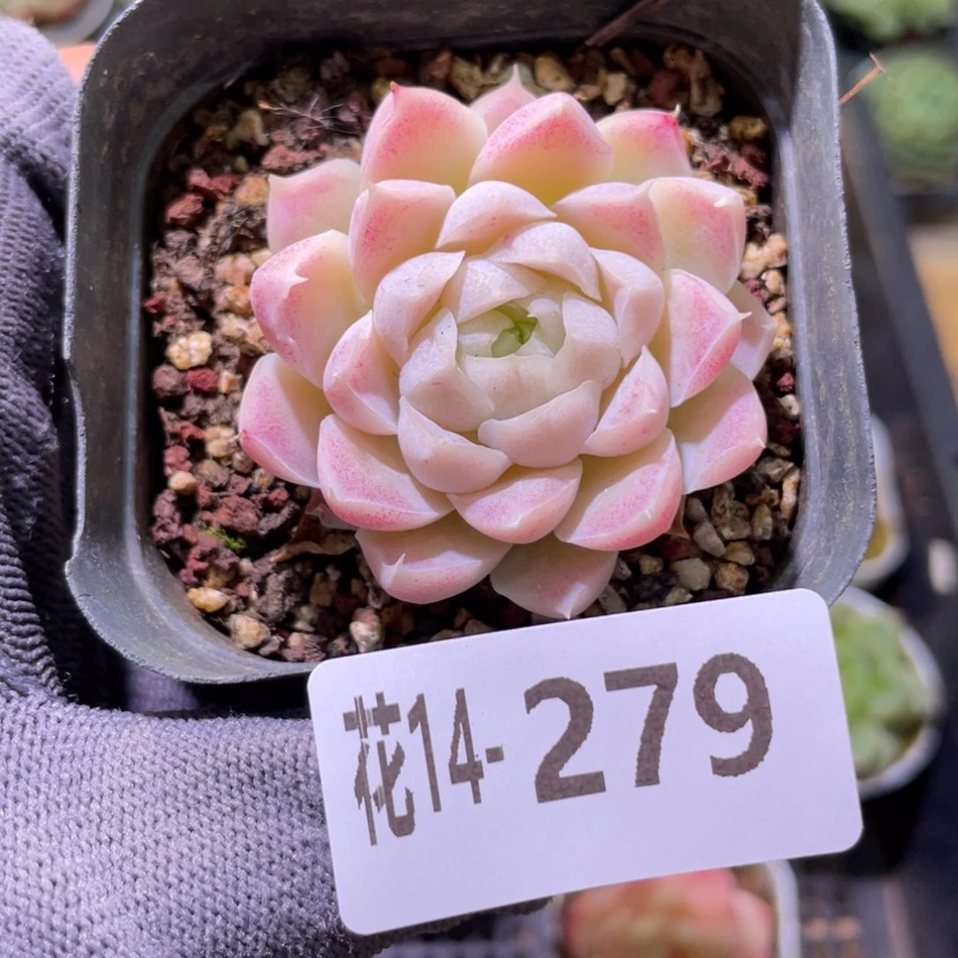 花利美14-2279白月影