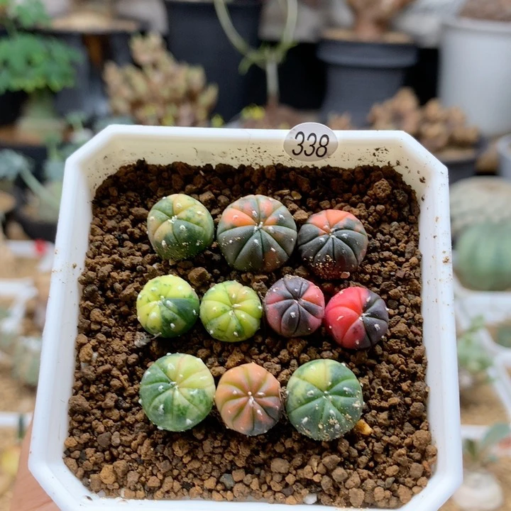 小兜锦实生10颗带盆1cm