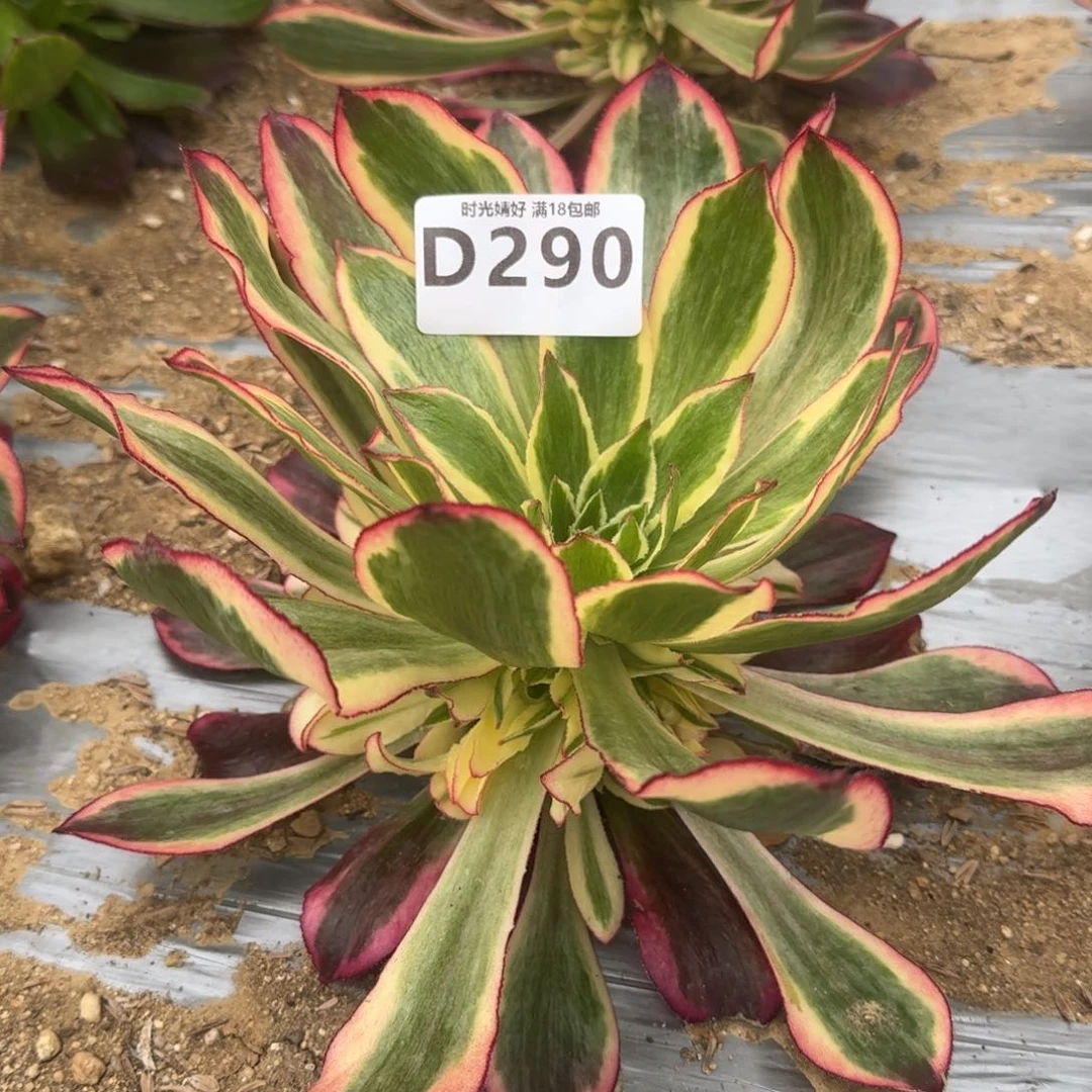 290魅影多肉植物